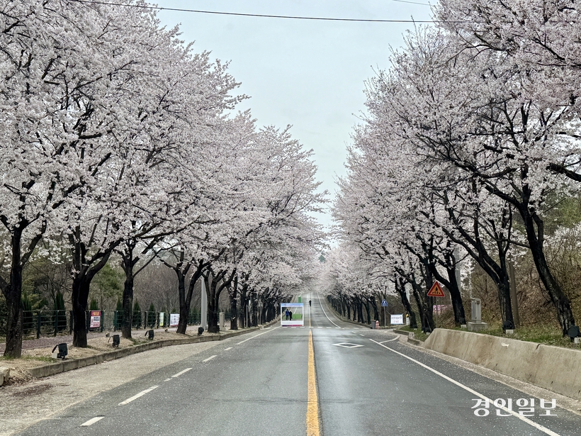 비를 품은 하늘도, 흔들리는 꽃잎도, 봄을 막지는 못한다. ‘제10회 여주흥천남한강벚꽃축제’(10~12일) 개막을 하루 앞둔 9일 여주시 흥천면 귀백리 일원 벚꽃 가로수길 꽃들이 활짝 피어 있다. 2026.4.9 여주/양동민기자 coa007@kyeongin.com