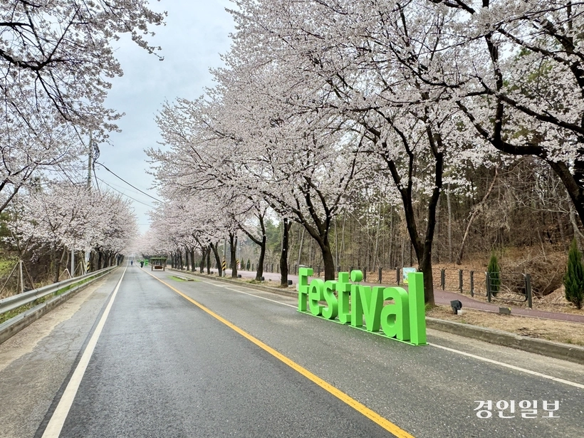 비를 품은 하늘도, 흔들리는 꽃잎도, 봄을 막지는 못한다. ‘제10회 여주흥천남한강벚꽃축제’(10~12일) 개막을 하루 앞둔 9일 여주시 흥천면 귀백리 일원 벚꽃 가로수길 꽃들이 활짝 피어 있다. 2026.4.9 여주/양동민기자 coa007@kyeongin.com