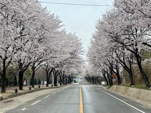 [포토] 비가 와도 설렘… 여주 흥천 내일부터 벚꽃축제
