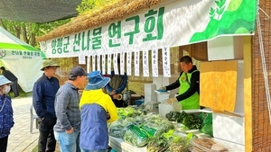 아직 ‘봄의 맛’을 모른다면… 용문산 산나물 축제 24~26일