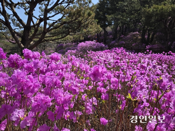 고려산 정상 쪽에 군락을 이루며 활짝 핀 진달래꽃. 2026.4.13 /정진오기자 schild@kyeongin.com