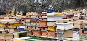 [경인 Pick] 너무 일찍 벌받은 꽃… “지금은 줄 꿀이 없어”