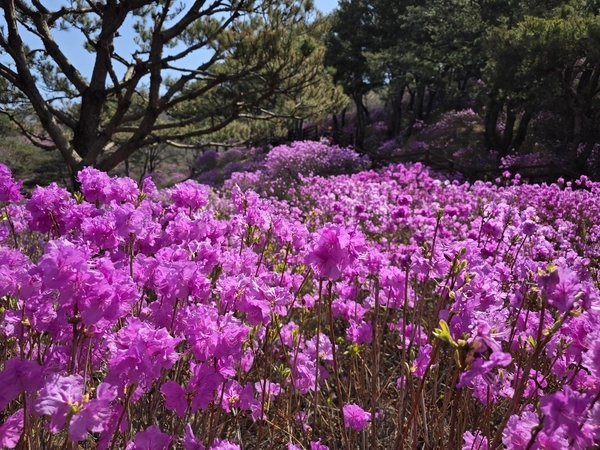 800년 전 강도의 내력, 봄마다 고려산 진달래로 피어나고…