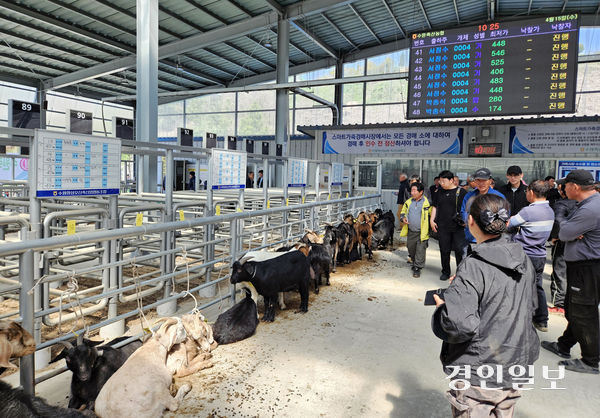 개 식용 금지법 통과 이후 대안 보양 식재료로 염소가 주목받는 가운데 15일 오전 화성 수원축협 가축시장에서 경기도 최초로 염소 경매가 실시되고 있다. 2026.4.15 /김지원기자 zone@kyeongin.com