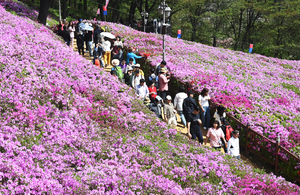 [포토] ‘핑크빛’ 군포철쭉축제