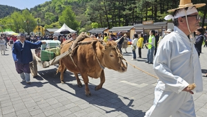 [현장르포] ‘소문난 잔치’ 개막… 놀거리 가득 채운 용문산 축제