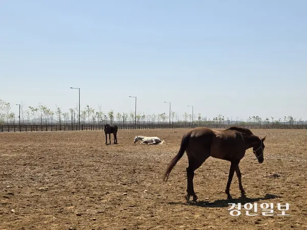 경기도가 최근 ‘말 복지 휴양 목장’을 열었다. 휴양 목장에는 학대 당한 말과 한때 경기를 뛰었던 은퇴마가 함께 살아간다. 2025.5.4/이시은기자see@kyeongin.com