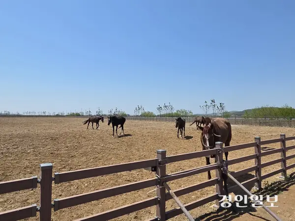 경기도가 최근 ‘말 복지 휴양 목장’을 열었다. 휴양 목장에는 학대 당한 말과 한때 경기를 뛰었던 은퇴마가 함께 살아간다. 2025.5.4/이시은기자see@kyeongin.com