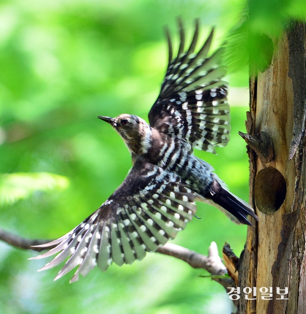 쇠딱따구리가 새끼에게 먹이를 주고 돌아가고 있다. 2026.5.7 /임열수기자 pplys@kyeongin.com