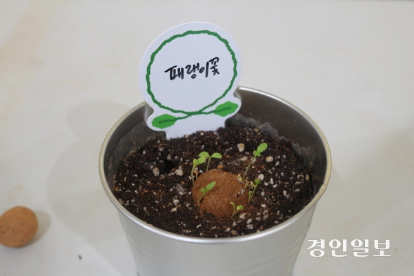 시드볼에서 패랭이꽃의 싹이 튼 모습. 고양/김도란기자 doran@kyeongin.com