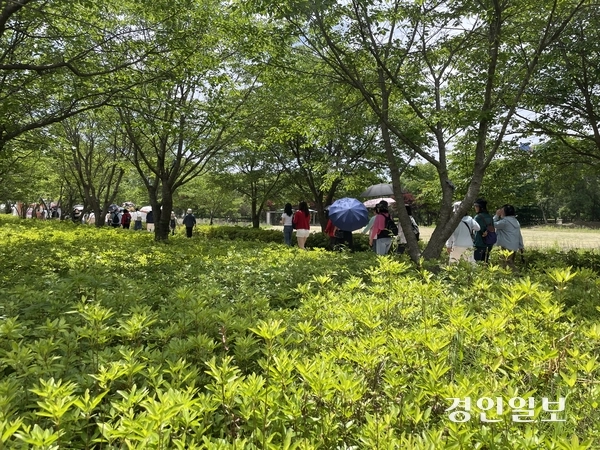 지난 23일 개막한 가평군 자라섬 꽃 페스타를 찾은 시민들이 축제장인 남도 입장을 위해 벚나무 산책로를 걷고 있다. 축제가 열리는 남도 약 11만㎡ 규모 정원에는 양귀비, 아이슬란드 포피, 델피니움, 로벨리아, 콜레우스, 맨드라미 등 다양한 봄꽃과 초화류 등이 조성됐다. 2026.05.25 가평/김민수기자 kms@kyeongin.com