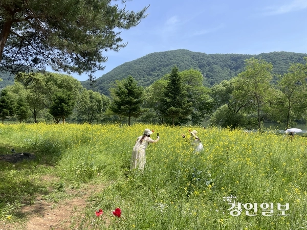 지난 24일 가평군 자라섬 꽃 페스타를 찾은 시민들이 유채꽃을 배경으로 사진을 찍고 있다. 축제가 열리는 남도 약 11만㎡ 규모 정원에는 양귀비, 아이슬란드 포피, 델피니움, 로벨리아, 콜레우스, 맨드라미 등 다양한 봄꽃과 초화류 등이 조성됐다. 2026.05.25 가평/김민수기자 kms@kyeongin.com