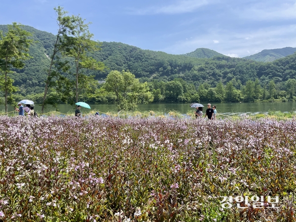 지난 23일 개막한 가평군 자라섬 꽃 페스타를 찾은 시민들이 팬스태몬 꽃 밭을 거닐고 있다. 축제가 열리는 남도 약 11만㎡ 규모 정원에는 양귀비, 아이슬란드 포피, 델피니움, 로벨리아, 콜레우스, 맨드라미 등 다양한 봄꽃과 초화류 등이 조성됐다. 2026.05.25 가평/김민수기자 kms@kyeongin.com