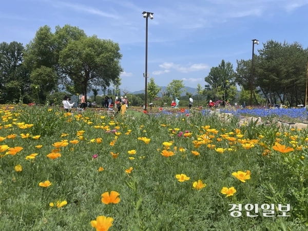 지난 24일 가평군 자라섬 꽃 페스타를 찾은 시민들이 꽃 밭을 거닐고 있다. 축제가 열리는 남도 약 11만㎡ 규모 정원에는 양귀비, 아이슬란드 포피, 델피니움, 로벨리아, 콜레우스, 맨드라미 등 다양한 봄꽃과 초화류 등이 조성됐다. 2026.05.25 가평/김민수기자 kms@kyeongin.com