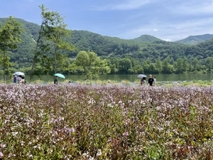 [화보] 가평군 자라섬 꽃 페스타 개막