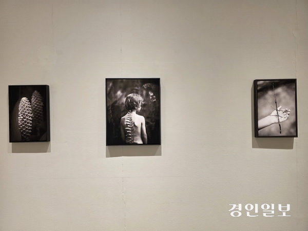 닻미술관 ‘아름다움의 애가’의 크리스티나 맥폴 작품. 2026.5.19 /구민주기자 kumj@kyeongin.com