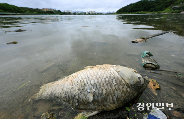 최근 용인시 기흥호수에 조류제거제 1천㎏을 살포해 인위적 녹조제거 성분이 호수 생태계에 영향을 미칠 수 있다는 우려가 제기된 가운데 지난 21일 오후 기흥호수에 폐사한 물고기가 떠 있다. 2026.5.21 /임열수기자 pplys@kyeongin.com