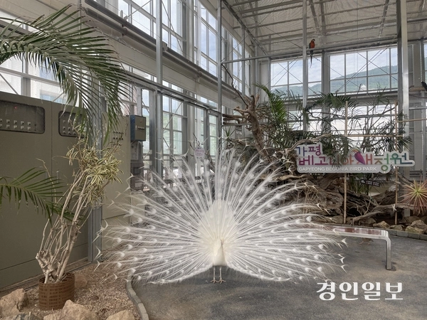 지난 6일 가평군에 위치한 ‘베고니아 새정원’에서 백공작이 방문객 앞에서 날개를 활짝 펴고 신비한 자태를 뽐내고 있다.  가평/김민수기자 kms@kyeongin.com