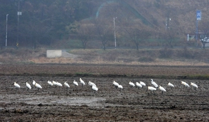 백령도 ‘저어새 둥지’ 늘어간다… 안전한 환경 ‘새 서식지’로 자리