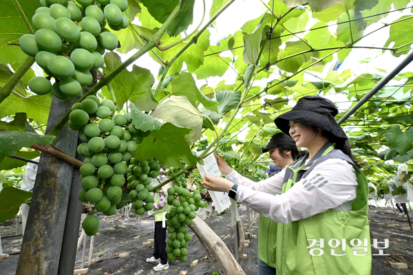 17일 수원시 권선구의 한 포도 농가에서 수원도시공사 직원들이 포도 봉지 씌우기 작업 봉사활동을 하며 구슬땀을 흘리고 있다. 수원도시공사는 지역 내 도농 상생과 지역경제 활성화를 위해 ‘농가 일손돕기 사업’을 추진 중이다. 2026.6.17 /최은성기자 ces7198@kyeongin.com