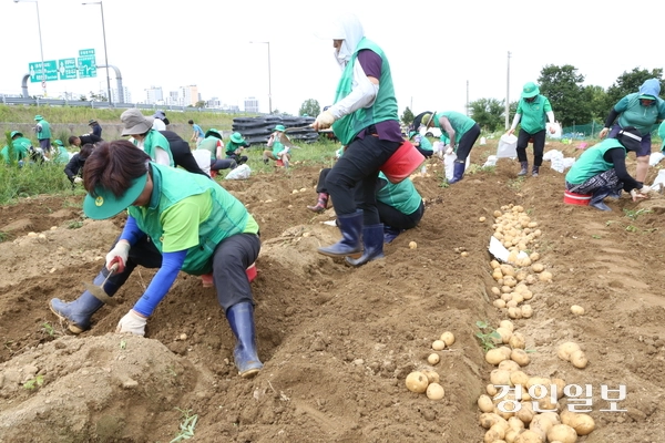 새마을운동 하남시지회는 24일 선동 유휴지(3천244㎡)에서 새마을 지도자 등 100여 명이 참가한 가운데 어려운 이웃을 돕기 위한 ‘사랑의 감자캐기’ 행사를 진행, 10㎏짜리 800포에 달하는 감자를 수확했다. 이날 수확한 감자는 14개 동의 홀몸어르신과 저소득 취약계층에게 전달될 예정이다. 새마을운동 하남시지회는 매년 휴경지를 활용해 감자, 배추 등 계절별 농작물을 직접 재배해 소외된 이웃을 돕는 나눔 활동을 꾸준히 펼치고 있다. 2026.6.24 하남/문성호기자 moon23@kyeongin.com