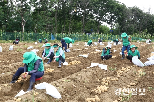새마을운동 하남시지회는 24일 선동 유휴지(3천244㎡)에서 새마을 지도자 등 100여 명이 참가한 가운데 어려운 이웃을 돕기 위한 ‘사랑의 감자캐기’ 행사를 진행, 10㎏짜리 800포에 달하는 감자를 수확했다. 이날 수확한 감자는 14개 동의 홀몸어르신과 저소득 취약계층에게 전달될 예정이다. 새마을운동 하남시지회는 매년 휴경지를 활용해 감자, 배추 등 계절별 농작물을 직접 재배해 소외된 이웃을 돕는 나눔 활동을 꾸준히 펼치고 있다. 2026.6.24 하남/문성호기자 moon23@kyeongin.com