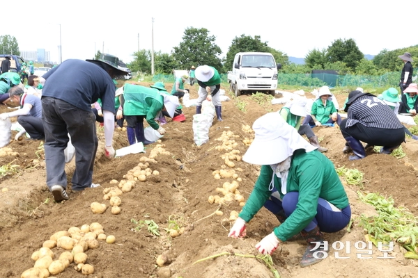 새마을운동 하남시지회는 24일 선동 유휴지(3천244㎡)에서 새마을 지도자 등 100여 명이 참가한 가운데 어려운 이웃을 돕기 위한 ‘사랑의 감자캐기’ 행사를 진행, 10㎏짜리 800포에 달하는 감자를 수확했다. 이날 수확한 감자는 14개 동의 홀몸어르신과 저소득 취약계층에게 전달될 예정이다. 새마을운동 하남시지회는 매년 휴경지를 활용해 감자, 배추 등 계절별 농작물을 직접 재배해 소외된 이웃을 돕는 나눔 활동을 꾸준히 펼치고 있다. 2026.6.24 하남/문성호기자 moon23@kyeongin.com