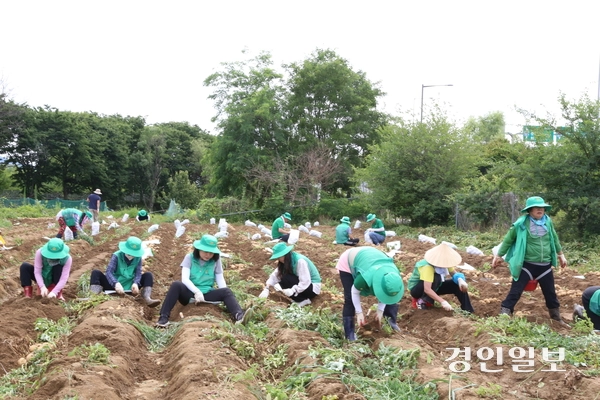 새마을운동 하남시지회는 24일 선동 유휴지(3천244㎡)에서 새마을 지도자 등 100여 명이 참가한 가운데 어려운 이웃을 돕기 위한 ‘사랑의 감자캐기’ 행사를 진행, 10㎏짜리 800포에 달하는 감자를 수확했다. 이날 수확한 감자는 14개 동의 홀몸어르신과 저소득 취약계층에게 전달될 예정이다. 새마을운동 하남시지회는 매년 휴경지를 활용해 감자, 배추 등 계절별 농작물을 직접 재배해 소외된 이웃을 돕는 나눔 활동을 꾸준히 펼치고 있다. 2026.6.24 하남/문성호기자 moon23@kyeongin.com
