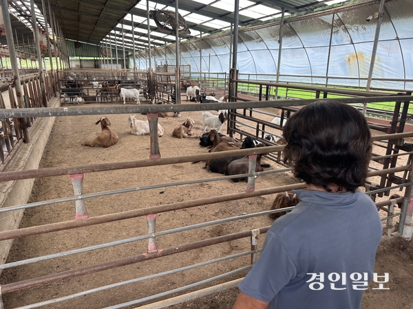 안성에서 염소를 사육하는 정모씨가 염소들을 바라보고 있다. 2026.6.25 /목은수기자 wood@kyeongin.com