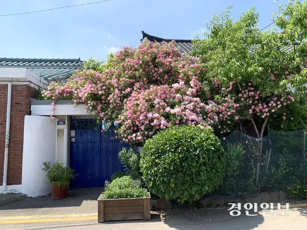 지난 2024년 5월 촬영한 수원시 남수동의 ‘파란 대문집 장미’가 흐드러지게 피어있던 모습. 2024.5.21 /유혜연기자 pi@kyeongin.com