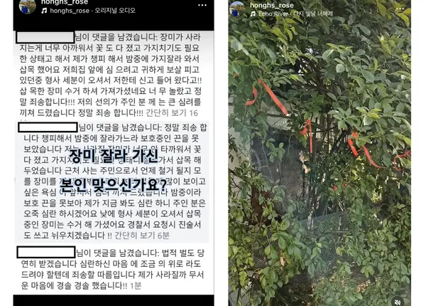 파란대문집 인스타그램 계정에 피의자로 추정되는 인물이 남긴 댓글. “장미가 사라지는 게 너무 아까워서 꽃도 다 졌고 가지치기도 필요한 상태라 밤중에 가지를 잘라 삽목했다”는 취지의 내용이 담겼다. 오른쪽 사진은 절도 피해 이후 빨간 끈으로 잘린 지점을 표시해둔 장미 덩굴의 모습이다. /SNS 캡처