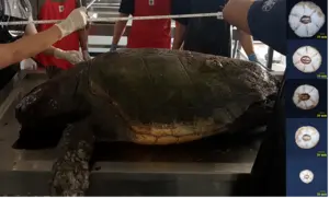바다거북 ‘이동 경로’ 등껍질 따개비로 규명, 인하대 연구기법 개발