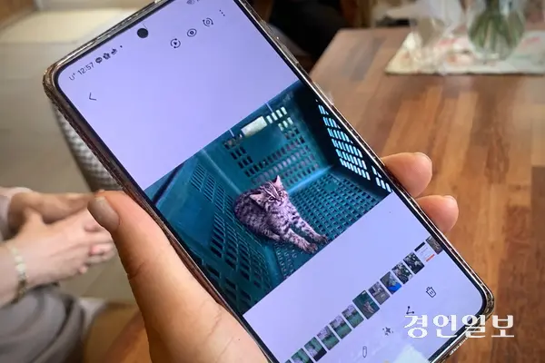8일 정오께 화성시 남양읍의 한 카페에서 주인 정경이(60)씨가 지난달 말 보호 당시 촬영해둔 삵의 모습을 보여주고 있다. 공사장 인근 벌판에서 기운이 없는 상태로 발견된 이 삵은 정씨의 신고와 보호센터의 돌봄을 거쳐 무사히 경기도야생동물구조관리센터로 옮겨졌다. 2026.7.8 /유혜연기자 pi@kyeongin.com