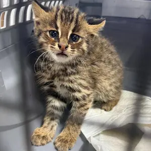 [단독] 아기 삵입니다… SNS 달군 ‘화성 고양이 공고’ 사연