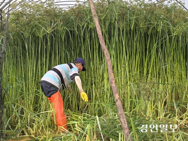 추순임 강화 완초공예 명장의 남편 한운수 씨가 왕골 대는 작업을 하고 있다. 2026.7.25 /정진오기자 schild@kyeongin.com
