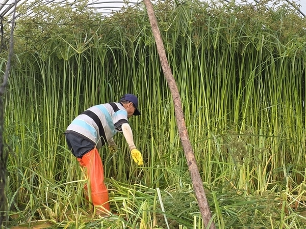 강화 화문석은 고려시대에도 국가대표 특산품