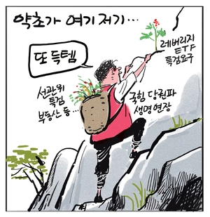 [경인만평] 약초가 여기저기…