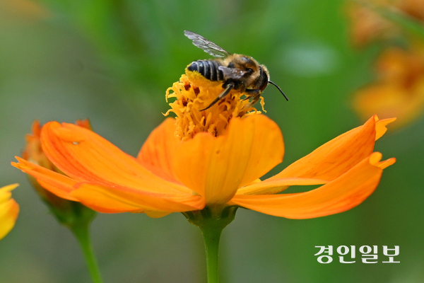 절기상 입추를 하루 앞둔 6일 수원시 탑동시민농장 황화코스모스 밭에서 꿀벌이 꽃을 오가며 꿀을 모으고 있다. 2026.8.6 /최은성기자 ces7198@kyeongin.com