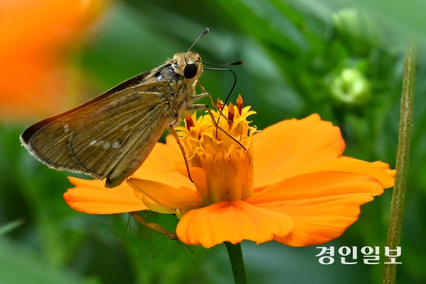 절기상 입추를 하루 앞둔 6일 수원시 탑동시민농장 황화코스모스 밭에서 나비가 꽃을 오가며 꿀을 모으고 있다. 2026.8.6 /최은성기자 ces7198@kyeongin.com