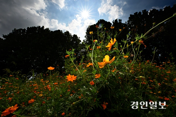 절기상 입추를 하루 앞둔 6일 수원시 탑동시민농장에 핀 황화코스모스가 늦더위에 축 늘어져 있다. 2026.8.6 /최은성기자 ces7198@kyeongin.com