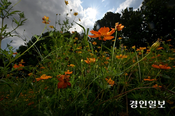 절기상 입추를 하루 앞둔 6일 수원시 탑동시민농장에 핀 황화코스모스가 늦더위에 축 늘어져 있다. 2026.8.6 /최은성기자 ces7198@kyeongin.com