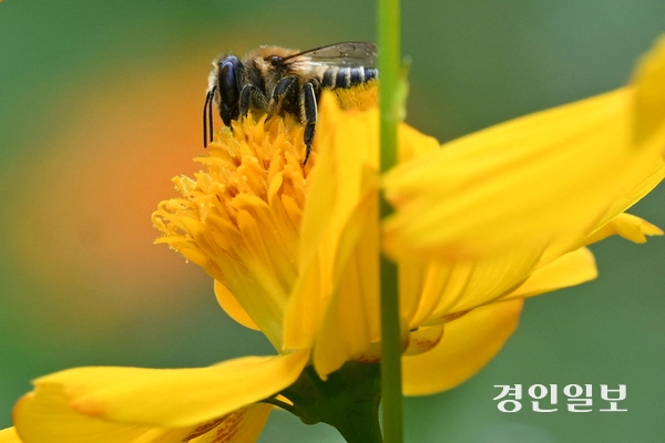 절기상 입추를 하루 앞둔 6일 수원시 탑동시민농장 황화코스모스 밭에서 꿀벌이 꽃을 오가며 꿀을 모으고 있다. 2026.8.6 /최은성기자 ces7198@kyeongin.com