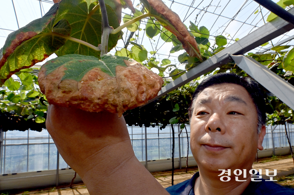6일 비닐하우스에서 다래를 키우는 인천시 남동구의 한 농장에서 관계자가 폭염 영향으로 타들어 가는 잎을 보여주고 있다. 2026.8.6 /김용국기자 yong@kyeongin.com