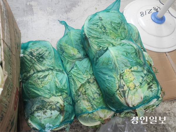 7일 오전 인천 남동구 남촌농산물도매시장 채소동에 있는 한 매장의 양배추망. 양배추 겉잎이 타고 짓물러있다. 2026.8.7 /유진주기자 yoopearl@kyeongin.com