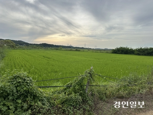 안산시농민회가 직접 농사를 짓고 있는 안산시 대부동 시화지구(간척지)의 논. 2026.8.11 /목은수기자 wood@kyeongin.com