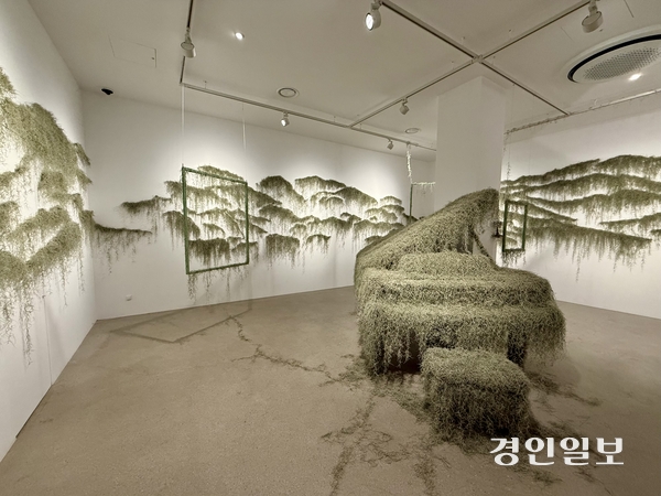 김유정 개인전  ‘옮겨진 자리마다’ 전시장 틸란드시아 식물 설치 작업. 2026.8.30 /박경호기자 pkhh@kyeongin.com