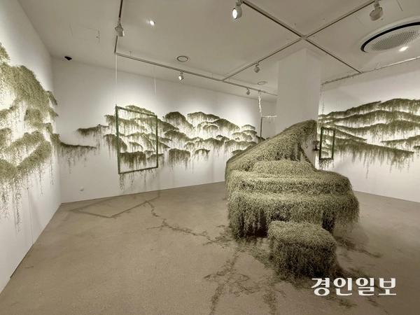 김유정 개인전  ‘옮겨진 자리마다’ 전시장 틸란드시아 식물 설치 작업. 2026.8.30 /박경호기자 pkhh@kyeongin.com