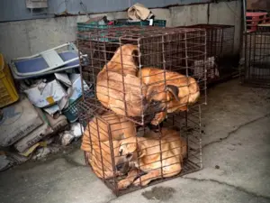 “개도축 의심” 신고에 관계당국 급습, 30여마리 구출… 보호 방안은 난망
