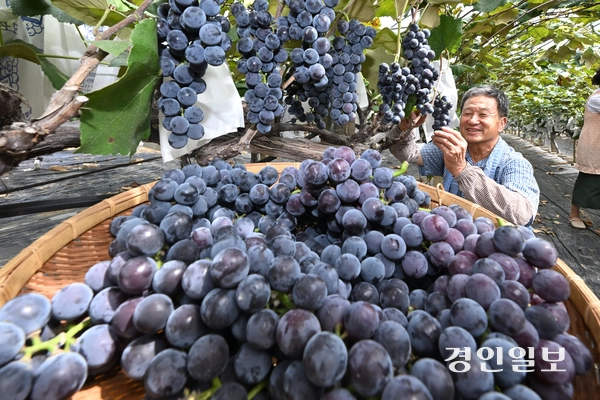 추석 명절을 앞둔 8일 화성시 서신면 상안농장에서 농부가 포도를 수확하고 있다. 2026.9.8 /최은성기자 ces7198@kyeongin.com