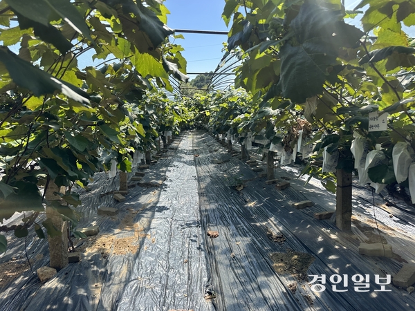 8일 오전 화성시 서신면 상안 포도농장에 포도나무들이 줄지어 서있다. 2026.9.8 /목은수기자wood@kyeongin.com